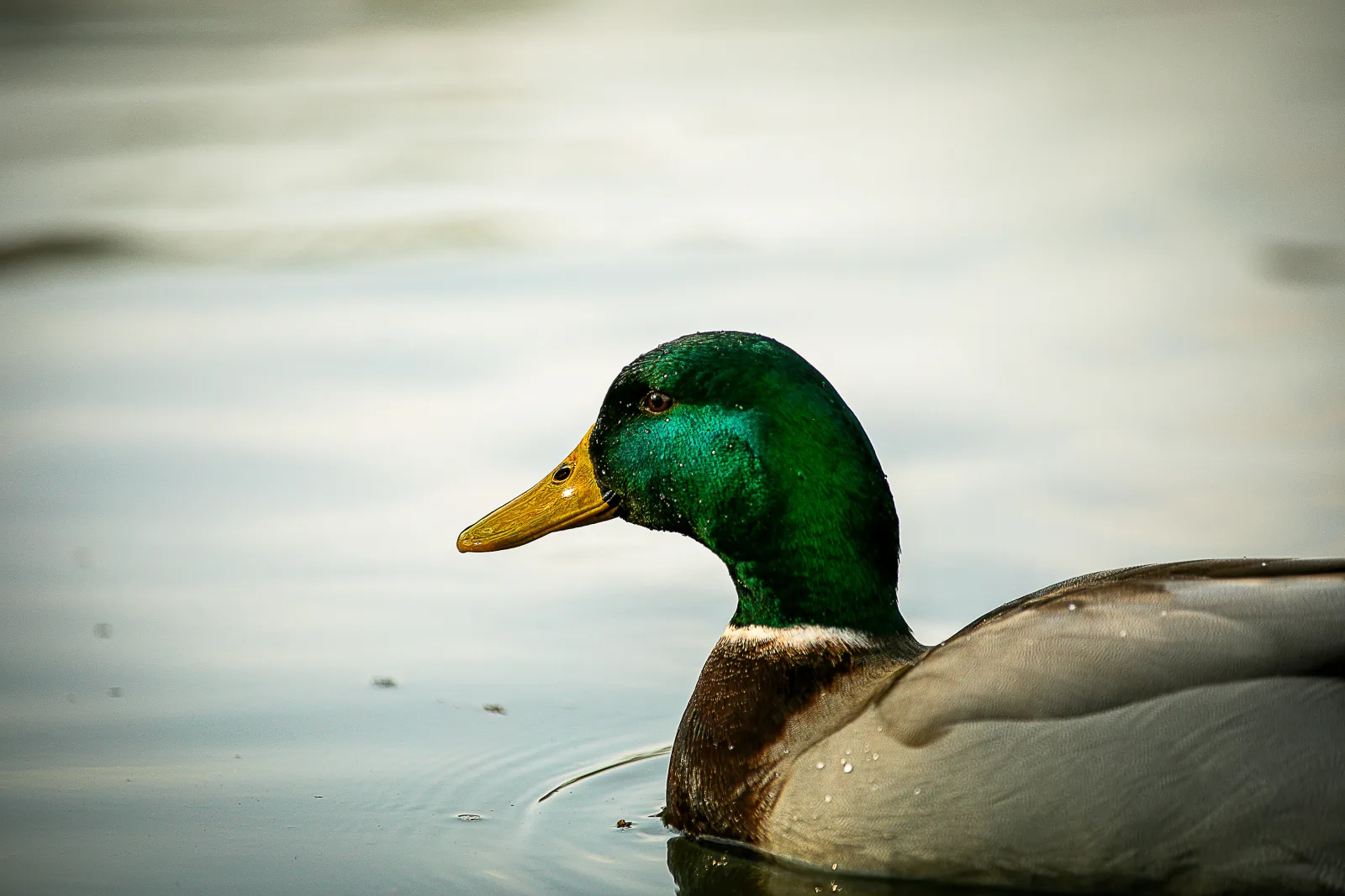 Coleção As Penas — Reflexo Esmeralda